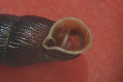 Macrogastra plicatula