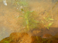 Lagarosiphon major