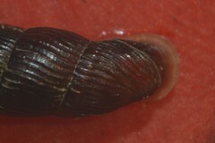 Macrogastra plicatula