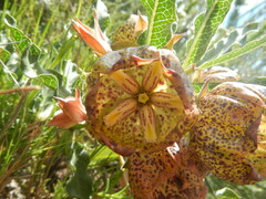 Pachycarpus grandiflorus