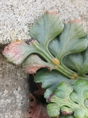 Asplenium ruta-muraria