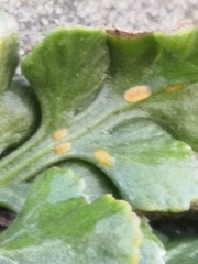 Asplenium ruta-muraria