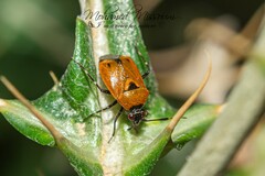 Deraeocoris punctum