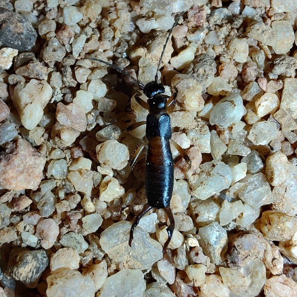 Cosmiella brasiliensis