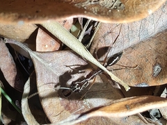 Odontomachus chelifer