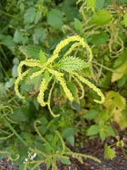 Urtica membranacea
