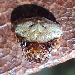 Arkys speechleyi