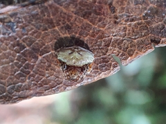 Arkys speechleyi