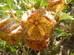 Pachycarpus grandiflorus