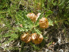Pachycarpus grandiflorus