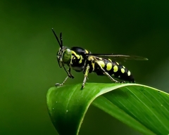Stictia