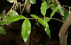 Melodinus acutiflorus