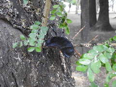 Gleditsia amorphoides