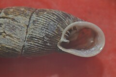 Macrogastra attenuata