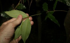 Melodinus acutiflorus