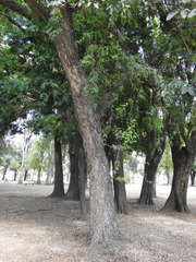 Gleditsia amorphoides