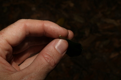 Melodinus acutiflorus