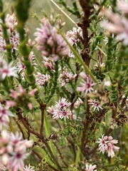 Sprengelia incarnata