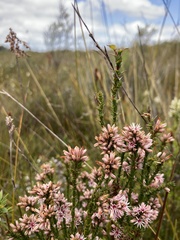 Sprengelia incarnata