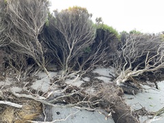 Tecticornia arbuscula