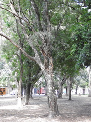 Libidibia paraguariensis