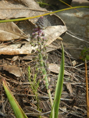 Ledebouria ensifolia