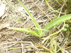Ledebouria ensifolia