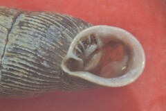 Macrogastra attenuata