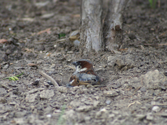 Passer domesticus