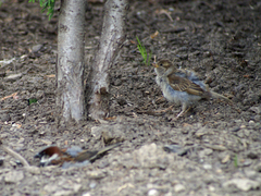Passer domesticus