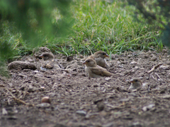 Passer domesticus