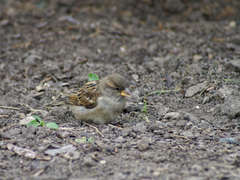 Passer domesticus