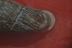 Macrogastra attenuata