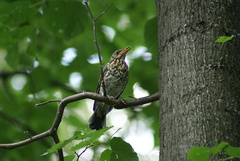 Turdus pilaris