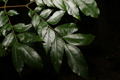 Pararchidendron pruinosum