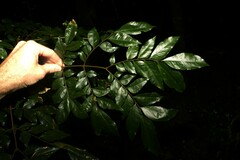 Pararchidendron pruinosum