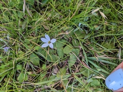 Lobelia pedunculata