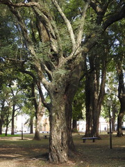 Libidibia paraguariensis