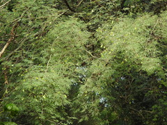 Libidibia paraguariensis