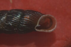 Macrogastra plicatula