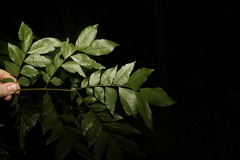 Pararchidendron pruinosum