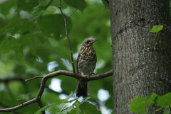 Turdus pilaris