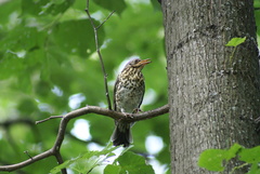 Turdus pilaris