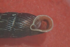 Macrogastra plicatula