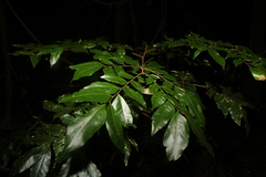 Pararchidendron pruinosum