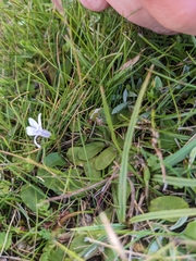 Lobelia pedunculata