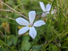 Lobelia pedunculata