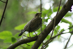 Turdus pilaris