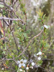 Leptospermum scoparium