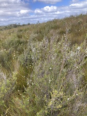Leptospermum scoparium